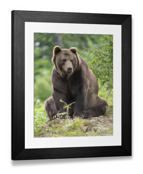 Framed Print : Brown bear (Ursus arctos) sits on a rock and looks attentively Framed Print : Brown bear (Ursus arctos) sits on a rock and looks attentively