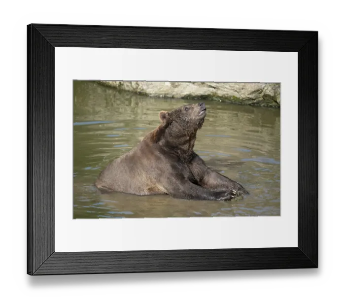 Framed Print : Brown bear (Ursus arctos) sitting in the water and playing with a large stone Framed Print : Brown bear (Ursus arctos) sitting in the water and playing with a large stone