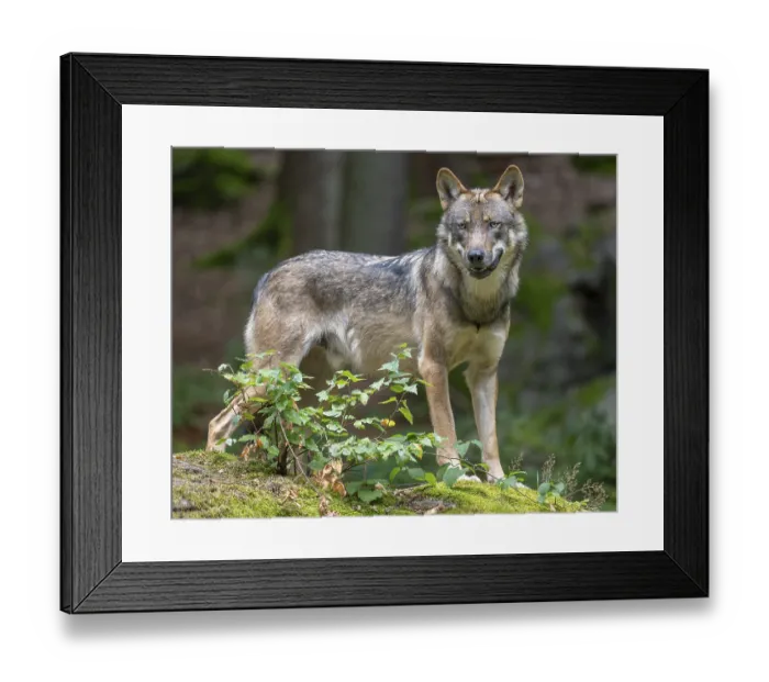 Framed Print : Wolf (Canis lupus) standing on a moss-covered rock and looking attentively Framed Print : Wolf (Canis lupus) standing on a moss-covered rock and looking attentively