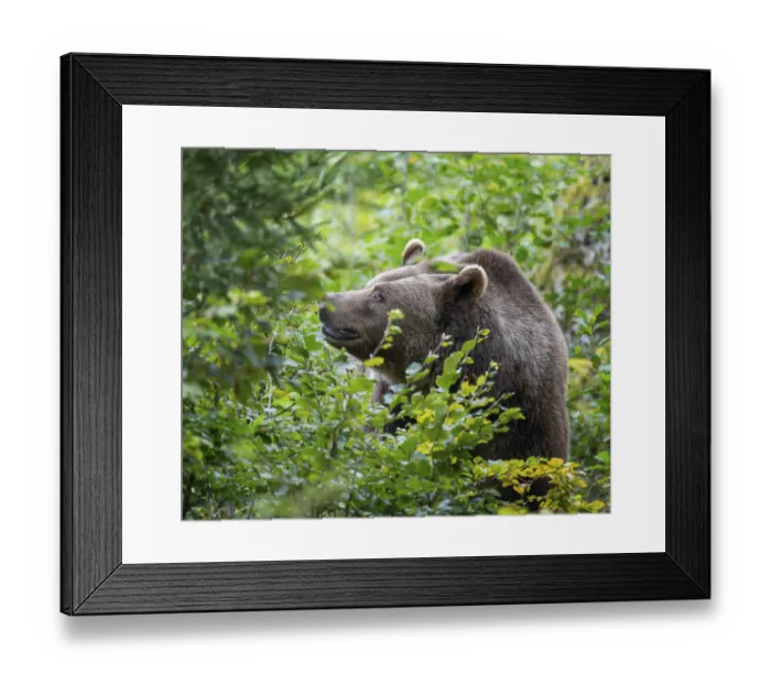Framed Print : Brown bear (Ursus arctos) standing in the undergrowth