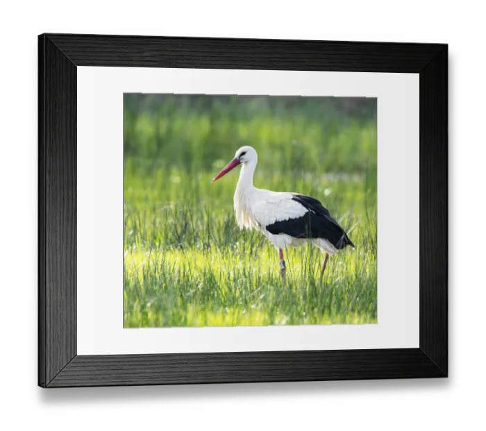 Framed Print : White stork (Ciconia ciconia) foraging in a meadow