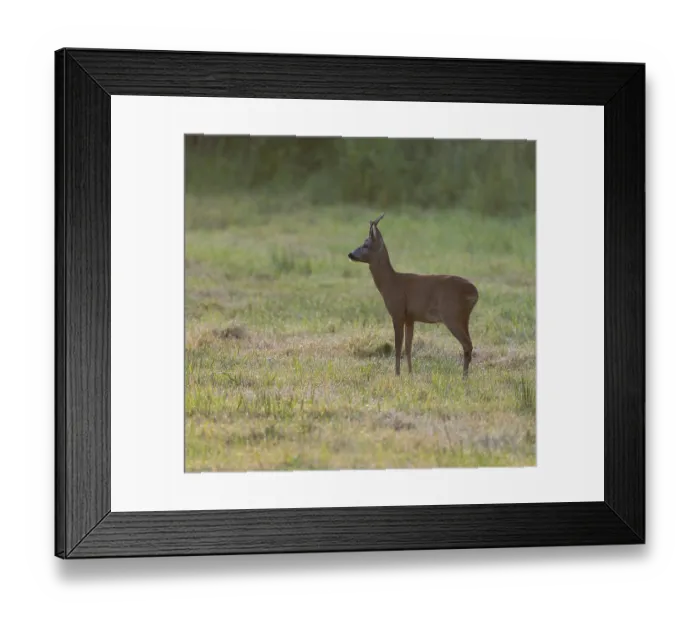 Framed Print : Roe deer (Capreolus capreolus) Framed Print : Roe deer (Capreolus capreolus)
