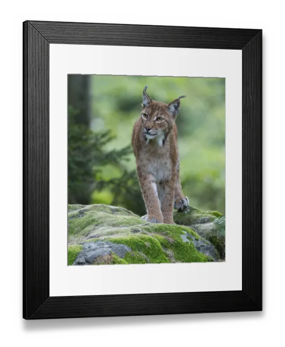Framed Print : Eurasian lynx (Lynx lynx) standing on a moss-covered rock in the forest and looking attentively