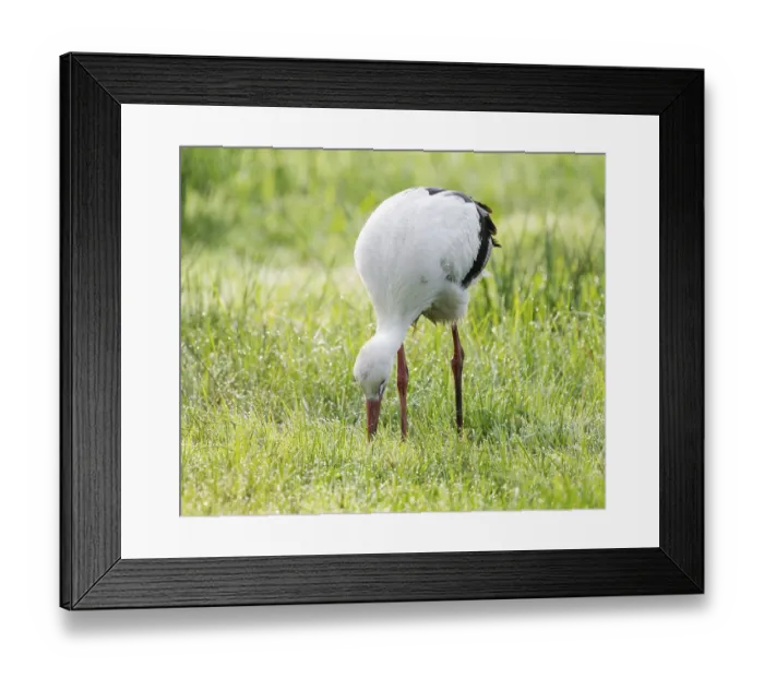 Framed Print : White stork (Ciconia ciconia) foraging in a meadow