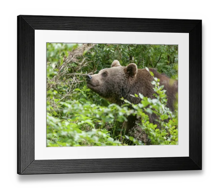 Framed Print : Brown bear (Ursus arctos) standing in the undergrowth