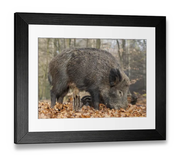 Framed Print : Wild boar, wild boar (Sus scrofa) Framed Print : Wild boar, wild boar (Sus scrofa)
