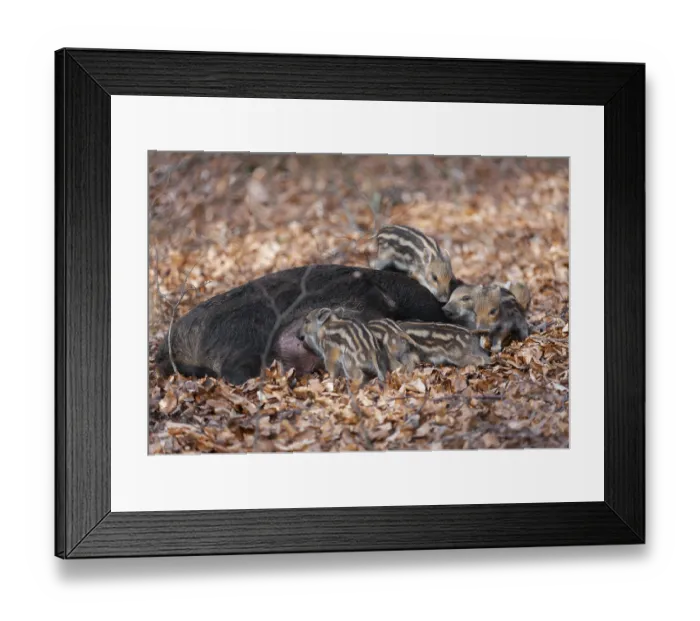 Framed Print : Wild boar, wild boar (Sus scrofa)