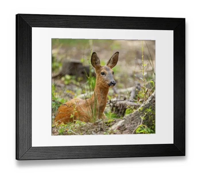 Framed Print : Roe deer (Capreolus capreolus) with summer coat lying in the forest