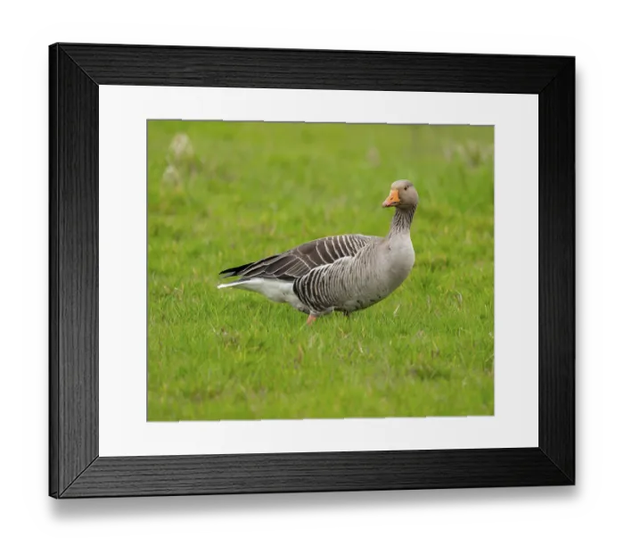 Framed Print : Greylag goose (Anser anser) standing in a meadow Framed Print : Greylag goose (Anser anser) standing in a meadow