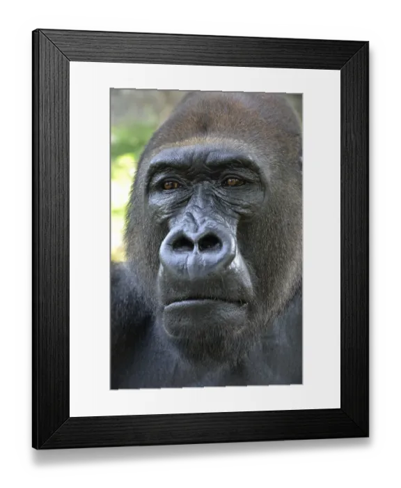 Framed Print : Western Lowland Gorilla (Gorilla gorilla gorilla) Framed Print : Western Lowland Gorilla (Gorilla gorilla gorilla)