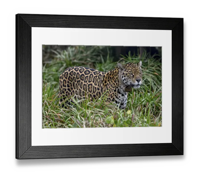 Framed Print : Jaguar (Panthera onca) with radio collar stands attentively in the tall grass Framed Print : Jaguar (Panthera onca) with radio collar stands attentively in the tall grass