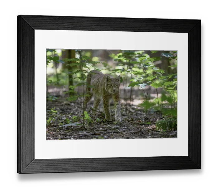 Framed Print : Eurasian lynx or (Lynx lynx) runs in deciduous forest Framed Print : Eurasian lynx or (Lynx lynx) runs in deciduous forest