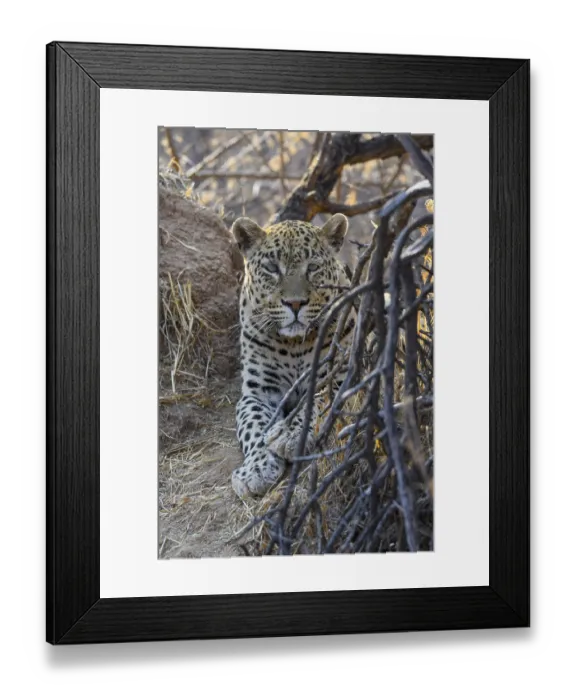 Framed Print : African leopard (Panthera pardus pardus)