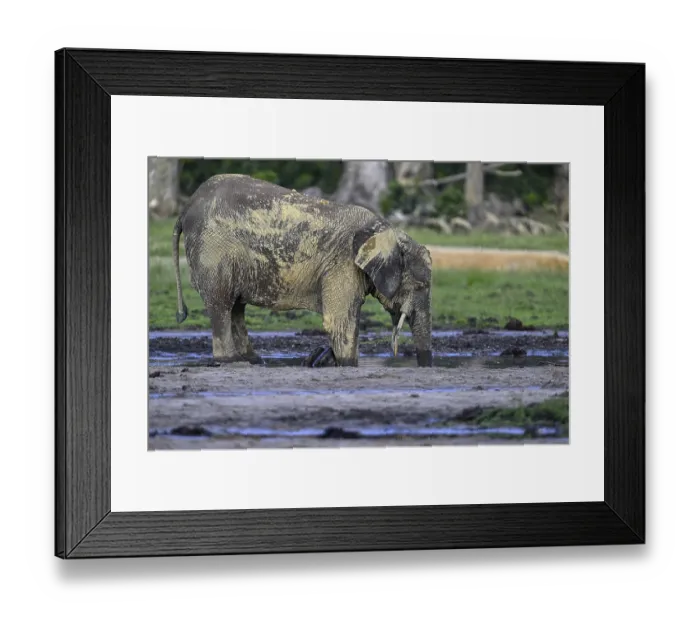Framed Print : African forest elephant (Loxodonta cyclotis) in the Dzanga Bai forest clearing