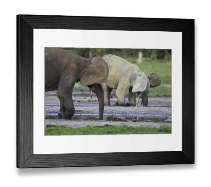 Framed Print : African forest elephants (Loxodonta cyclotis) in the Dzanga Bai forest clearing