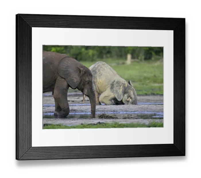Framed Print : African forest elephants (Loxodonta cyclotis) in the Dzanga Bai forest clearing