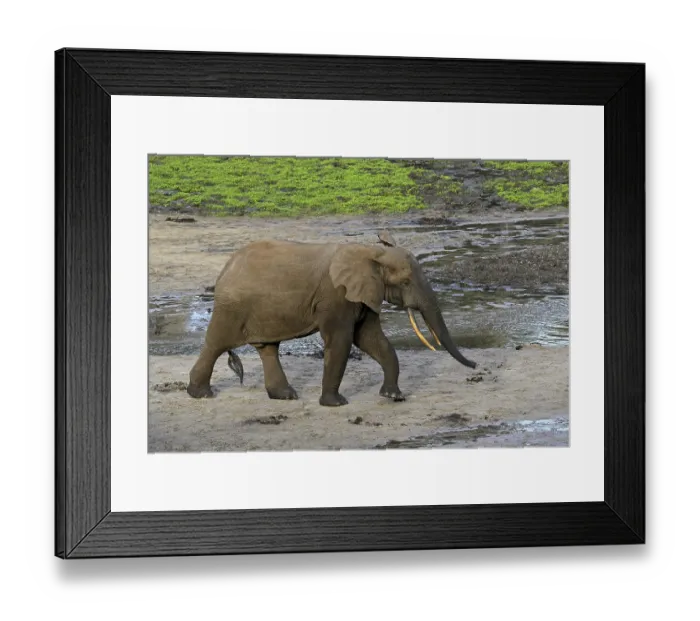 Framed Print : African forest elephants (Loxodonta cyclotis) in the Dzanga Bai forest clearing Framed Print : African forest elephants (Loxodonta cyclotis) in the Dzanga Bai forest clearing