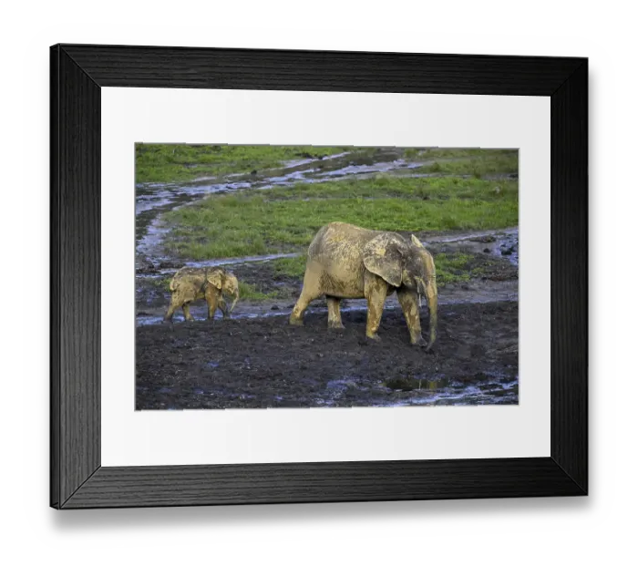 Framed Print : African forest elephants (Loxodonta cyclotis) in the Dzanga Bai forest clearing