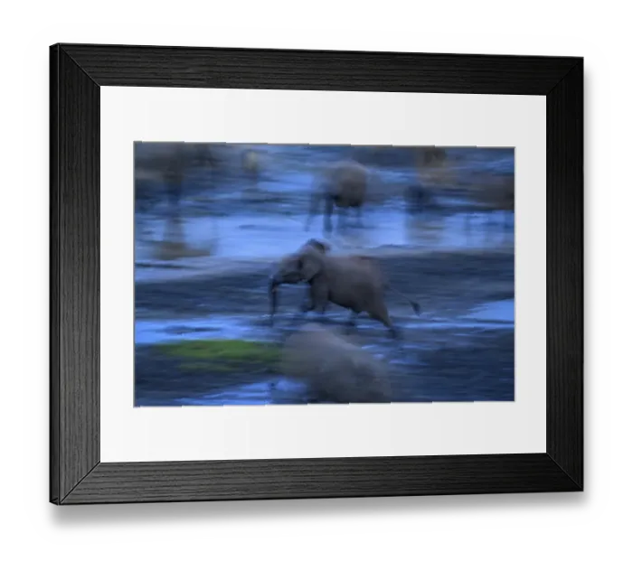 Framed Print : African forest elephant (Loxodonta cyclotis) in the Dzanga Bai forest clearing