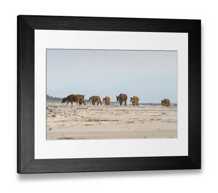 Framed Print : Red buffalo or forest buffalo (Syncerus nanus) on the beach Framed Print : Red buffalo or forest buffalo (Syncerus nanus) on the beach