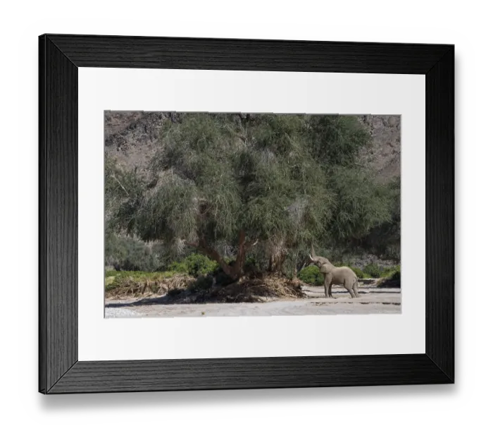 Framed Print : Desert elephant (Loxodonta africana) in the Hoanib dry river