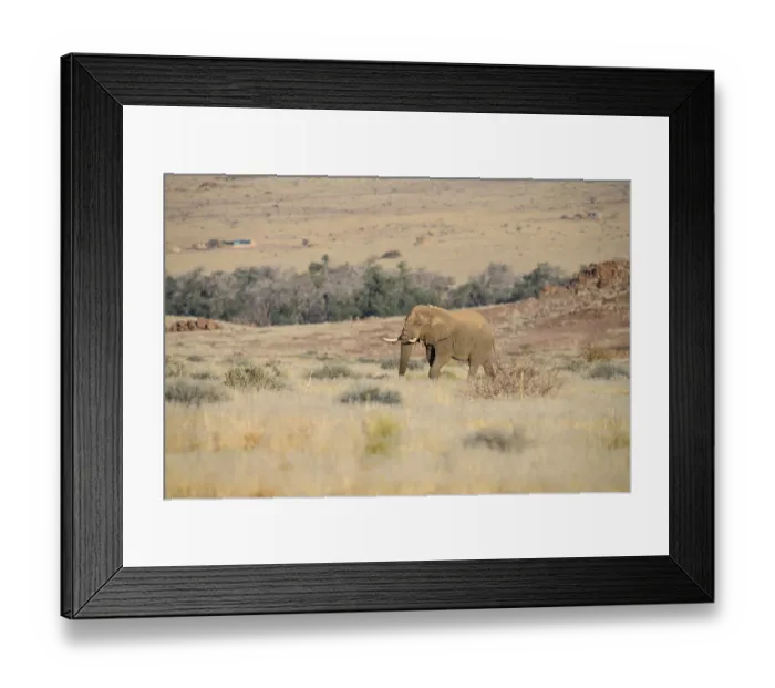 Framed Print : Desert elephant (Loxodonta africana) in the Ugab dry river