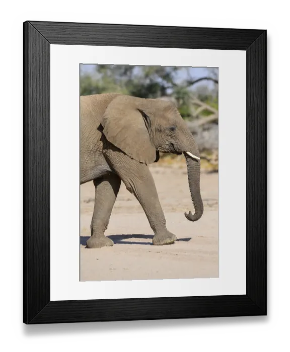 Framed Print : Desert elephant (Loxodonta africana) in the Ugab dry river