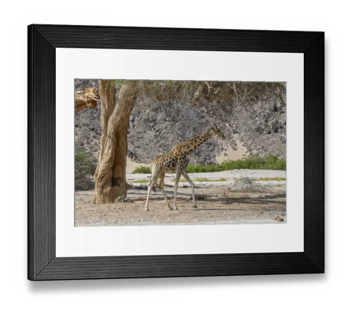 Framed Print : Angola giraffe (Giraffa camelopardalis angolensis) in the Hoanib dry river