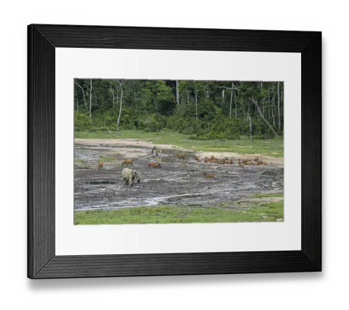 Framed Print : Forest elephants (Loxodonta cyclotis) and bongo antelopes (Tragelaphus eurycerus) in the Dzanga Bai forest clearing Framed Print : Forest elephants (Loxodonta cyclotis) and bongo antelopes (Tragelaphus eurycerus) in the Dzanga Bai forest clearing