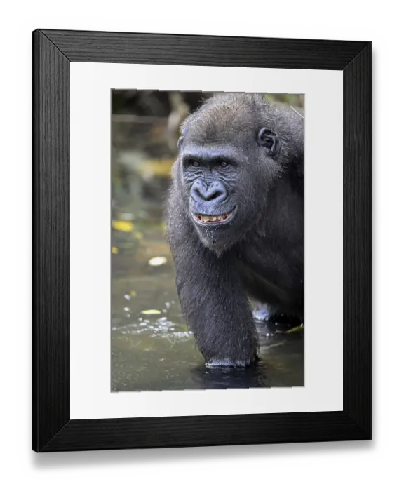 Framed Print : Western lowland gorilla (Gorilla gorilla gorilla)