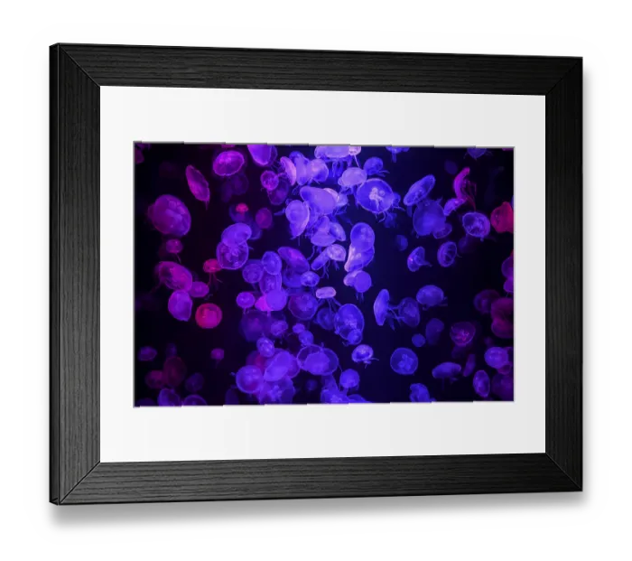 Framed Print : Box jellyfish (Aurelia aurita) in a tank of the Bang Saen Aquarium
