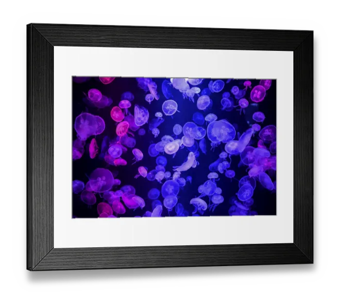 Framed Print : Box jellyfish (Aurelia aurita) in a tank of the Bang Saen Aquarium