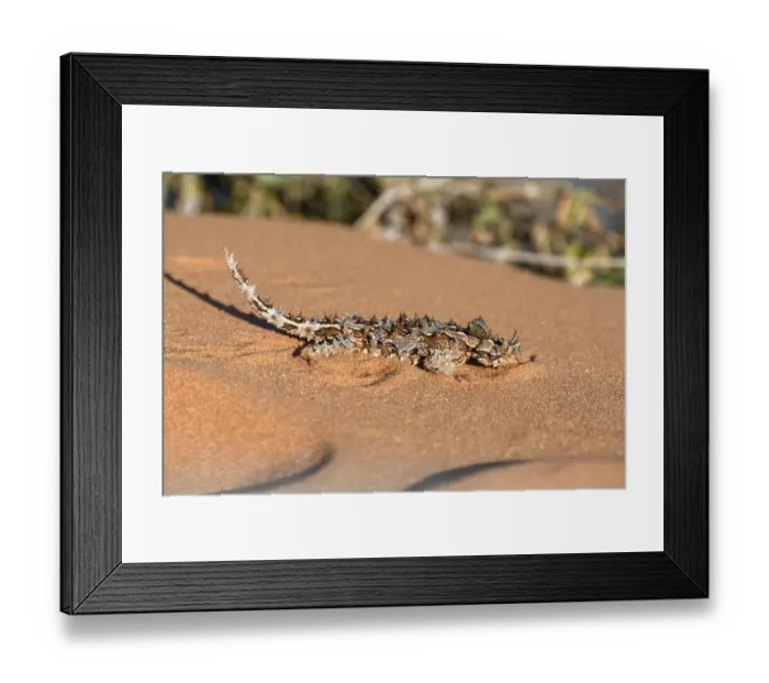 Framed Print : Thorny devil (Moloch horridus)