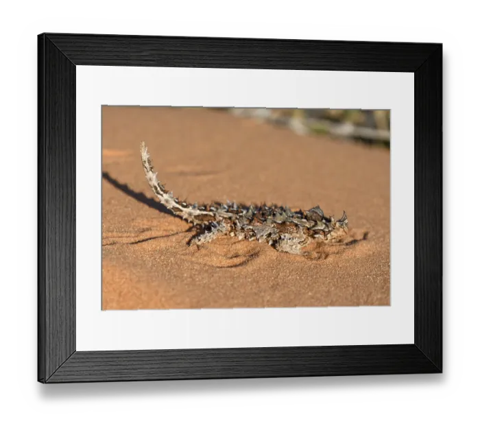 Framed Print : Thorny devil (Moloch horridus) Framed Print : Thorny devil (Moloch horridus)