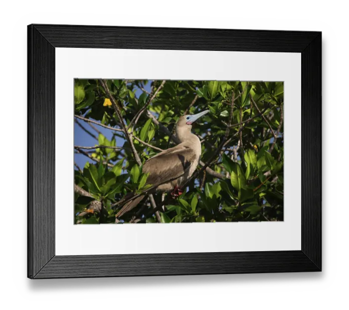 Framed Print : Red-footed Booby (Sula sula), Genovesa Island