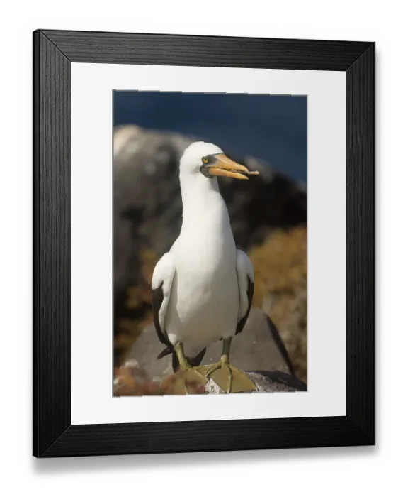 Framed Print : Nazca Booby (Sula granti), Punta Suarez