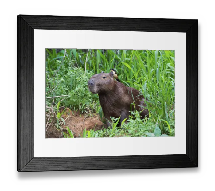 Framed Print : Capybara (Hydrochaeris hydrochaeris) with a Black-capped Donacobius (Donacobius atricapilla) on the back