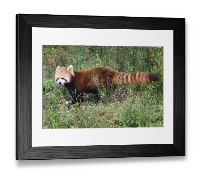 Framed Print : Red Panda (Ailurus fulgens), Sichuan Province