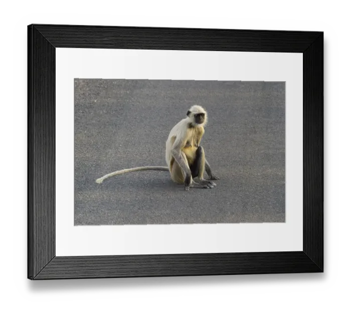 Framed Print : Northern plains gray langur (Semnopithecus entellus)
