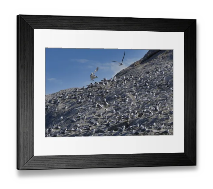 Framed Print : Great Crested-Terns (Thalasseus bergii) Framed Print : Great Crested-Terns (Thalasseus bergii)