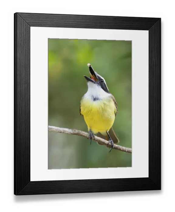 Framed Print : Great Kiskadee (Pitangus sulphuratus) Framed Print : Great Kiskadee (Pitangus sulphuratus)