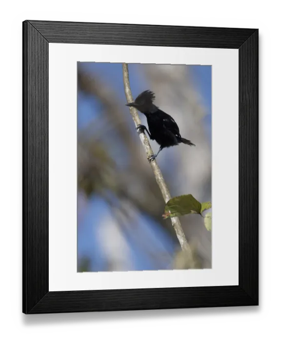 Framed Print : Glossy Antshrike, Sakesphorus luctuosus luctuosus