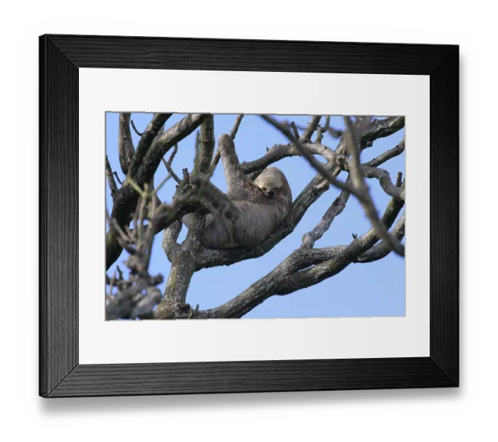 Framed Print : Brown throated Three toed Sloth