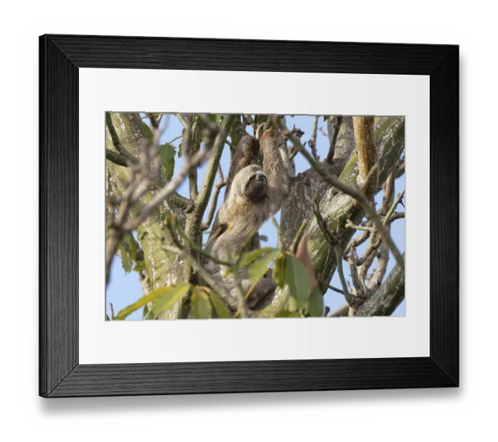 Framed Print : Brown throated Three toed Sloth Framed Print : Brown throated Three toed Sloth