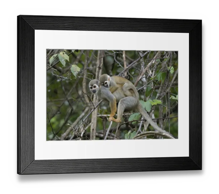 Framed Print : Golden-backed squirrel monkey, Saimiri ustus