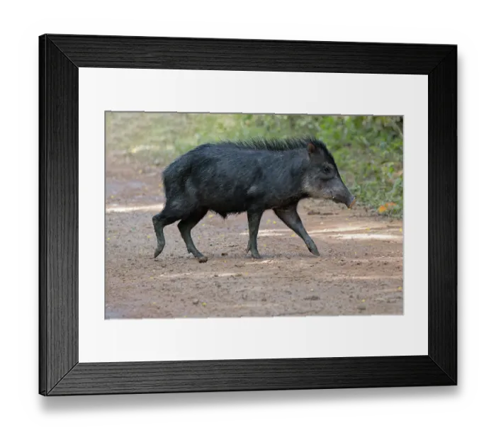 Framed Print : White-lipped Peccary (Tayassu pecari) crossing a forest track