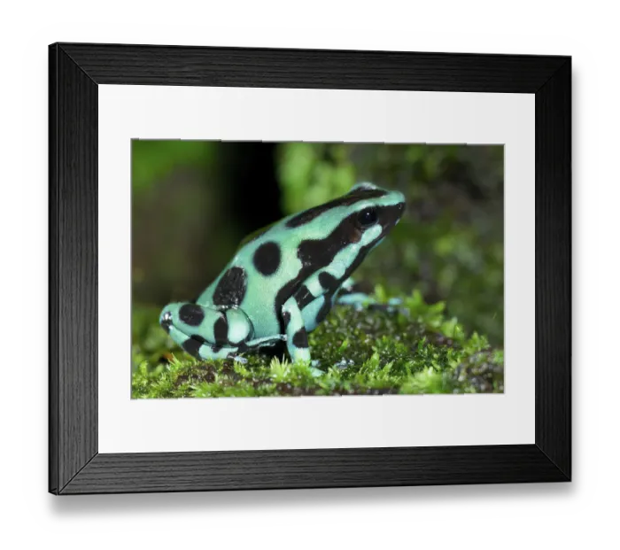 Framed Print : Green-and-black poison dart frog (Dendrobates auratus)