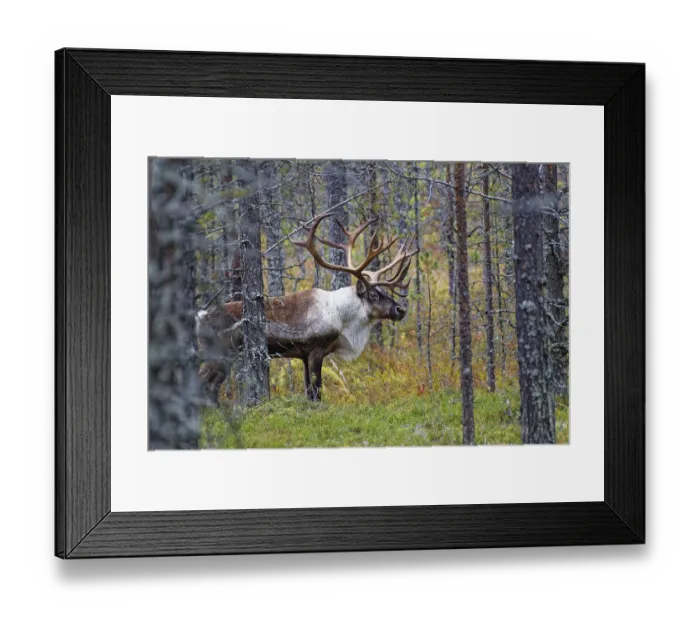 Framed Print : Finnish forest reindeer (Rangifer tarandus fennicus)