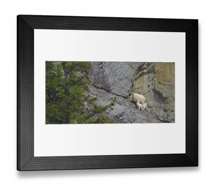 Framed Print : Mountain goat (Oreamnos americanus) with two young in rocky terrain