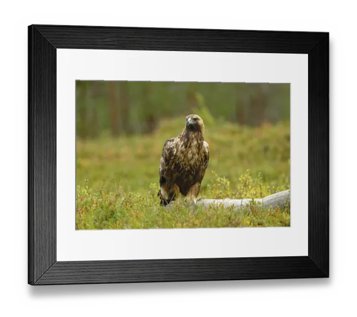 Framed Print : Golden eagle (Aquila chrysaetos) Framed Print : Golden eagle (Aquila chrysaetos)